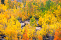 South Lake Fall Colors