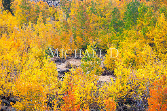 South Lake Fall Colors