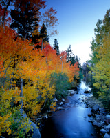 Bishop Creek Fall Colors