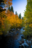 Bishop Creek Fall Colors 2015