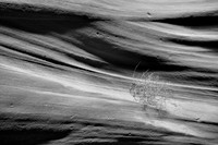Upper Antelope Canyon - Lone Bush