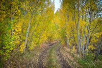 Cottonwood Canyon Road