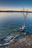 Mono Lake Tree