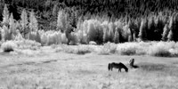 June Lake Horses