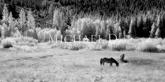 June Lake Horses