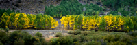 June Lake Aspens