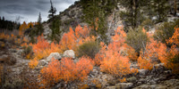 Cottonwood Canyon Fire Bushes