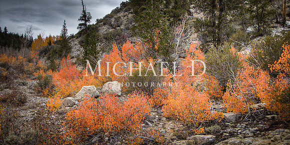 Cottonwood Canyon Fire Bushes