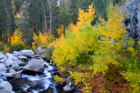Bishop Creek Fall Colors 2